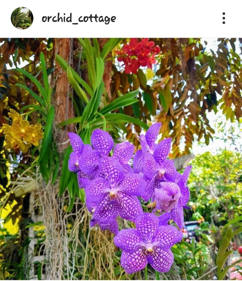 Orchid Cottage キングストン エクステリア 写真