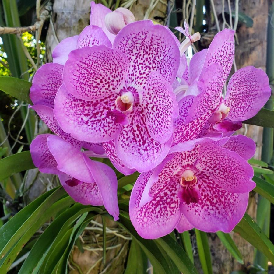 Orchid Cottage キングストン エクステリア 写真