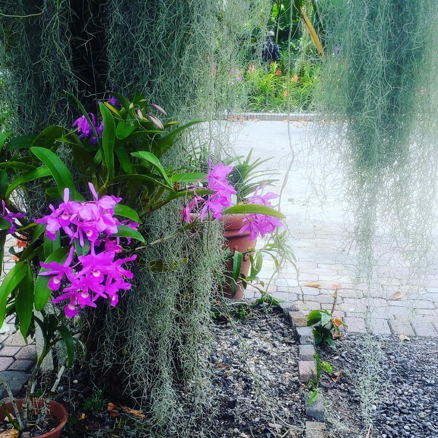 Orchid Cottage キングストン エクステリア 写真
