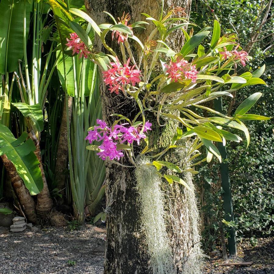 Orchid Cottage キングストン エクステリア 写真