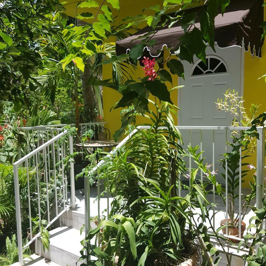 Orchid Cottage キングストン エクステリア 写真